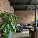 Modern Living Room with Exposed Brick Wall and Lush Green Monstera