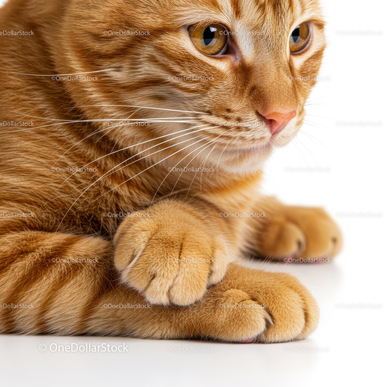 Close up of thoughtful orange tabby cat resting paws