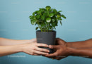 Two pairs of hands exchanging green houseplant pot