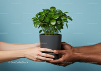 Two pairs of hands exchanging green houseplant pot