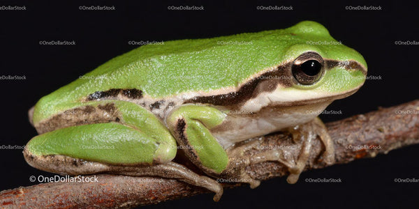 Green Frog on Branch in Natural Habitat