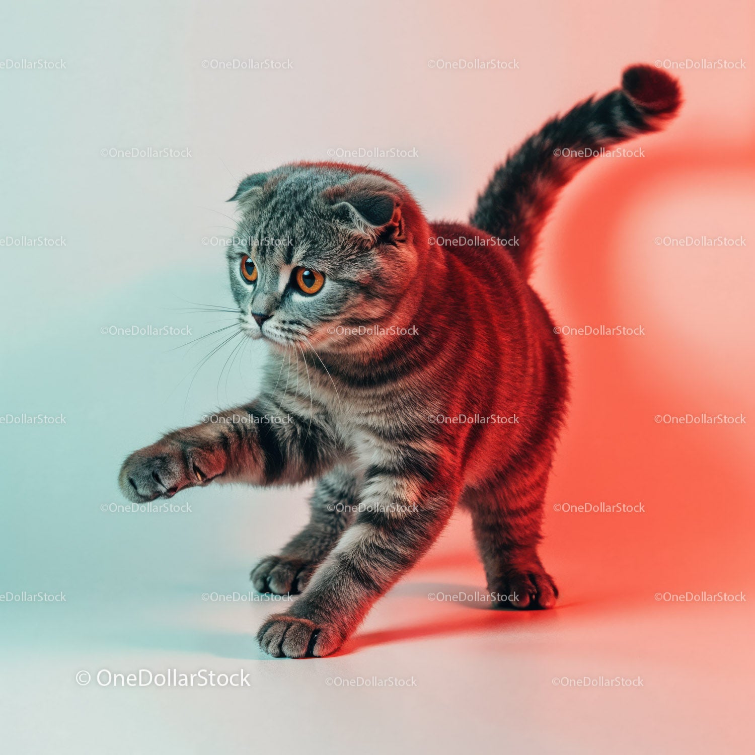 Playful Grey Tabby Cat in a Dynamic Pose with Striped Fur