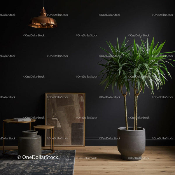 Large Indoor Dracaena Plant in Modern Minimalist Living Space