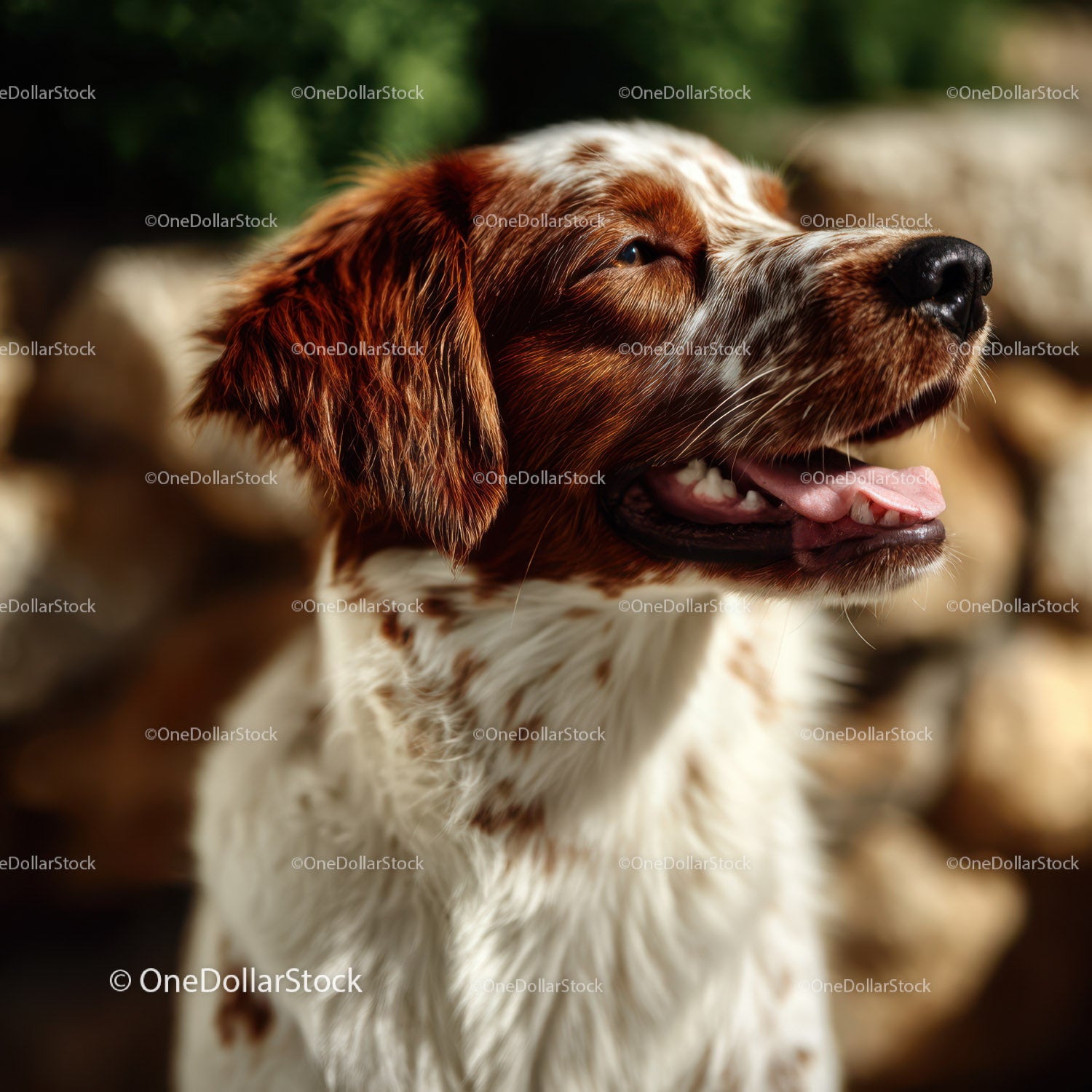Cute Springer Spaniel Puppy Smiling Outdoors with Happy Expression