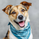 Happy Brown and White Dog Wearing Blue Bandana Looking at Camera