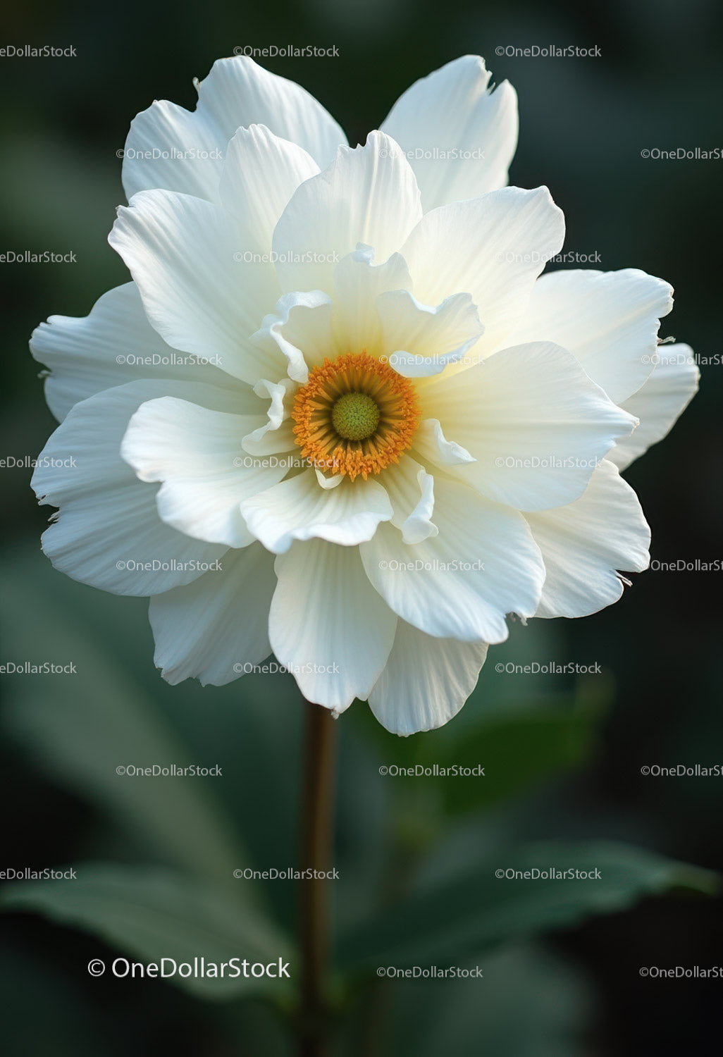 Elegant White Peony Bloom with Vibrant Orange Stamens