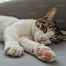 Peaceful tabby cat sleeping with outstretched paws