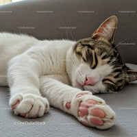 Peaceful tabby cat sleeping with outstretched paws