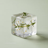 Clear Ice Cube with Fresh Herb and Bubbles