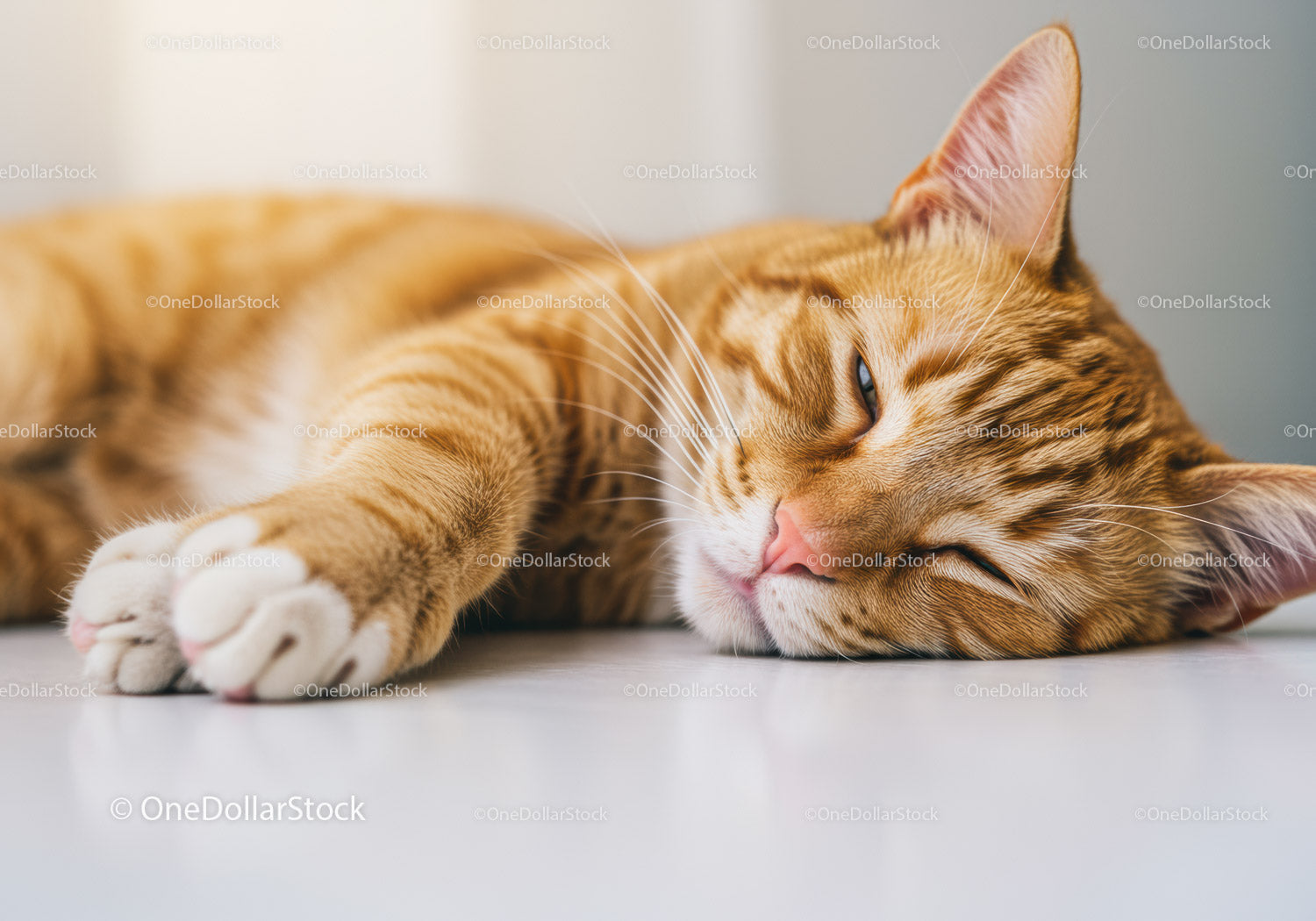 Relaxed orange tabby cat lying peacefully indoors