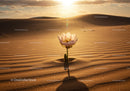 Solitary flower blooming in vast desert sand dunes