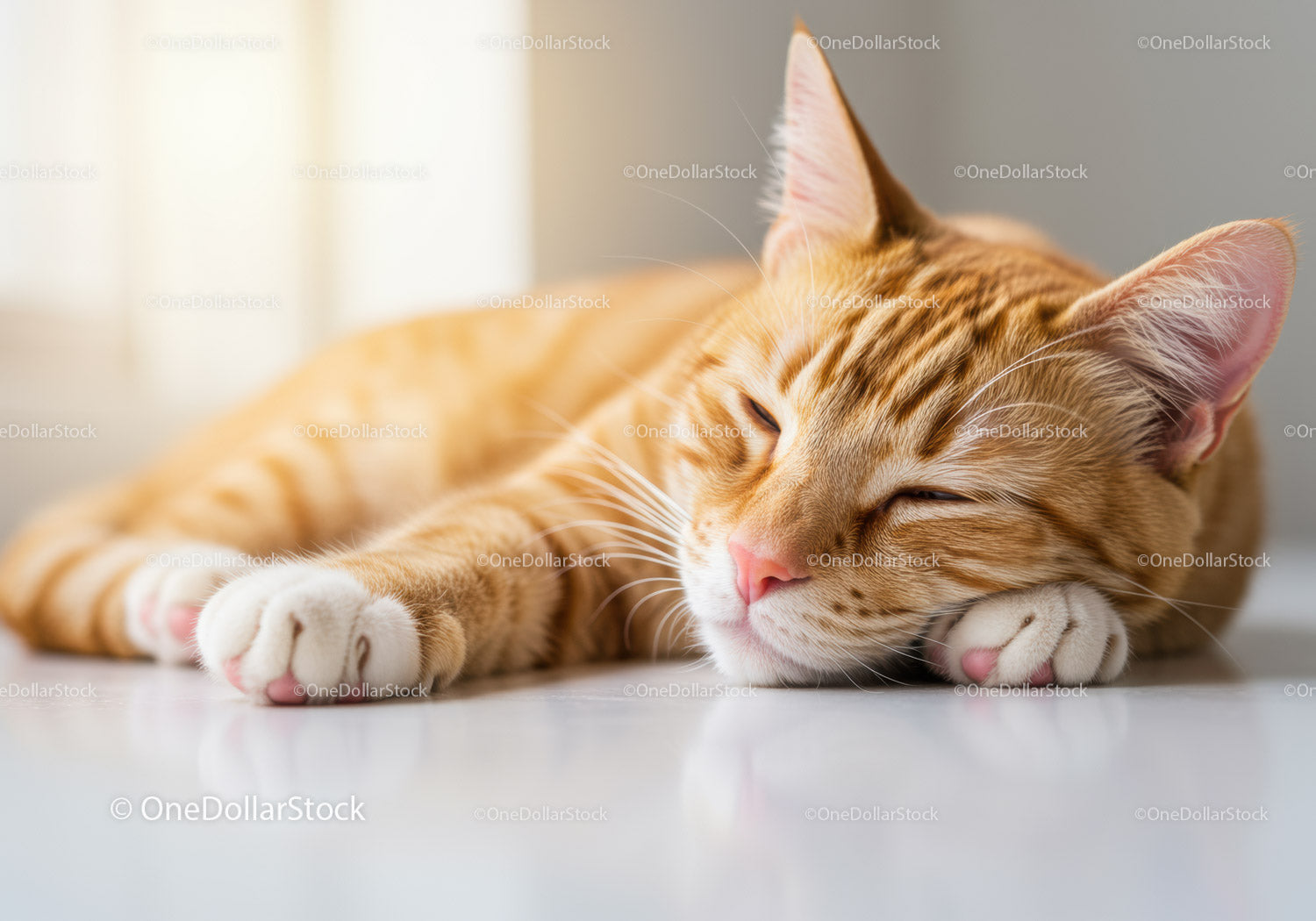 Sleeping ginger cat resting peacefully on floor