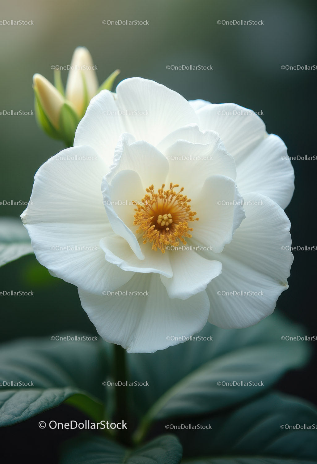 Elegant White Peony Bloom with Vibrant Orange Stamens