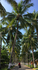 Palm Trees on a Tree-Lined Street in a Sunny Tropical Urban Park