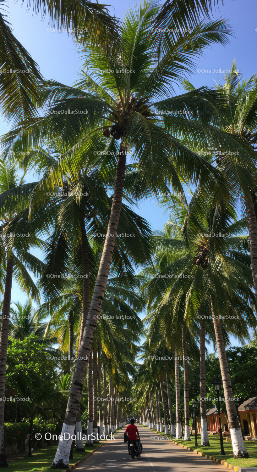 Palm Trees on a Tree-Lined Street in a Sunny Tropical Urban Park