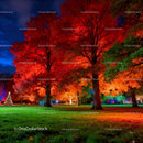 Vivid autumn trees glowing under festive night lights