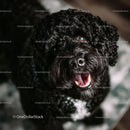 Close-up of a Happy Black curly-haired Dog with Bright Eyes and Open Mouth