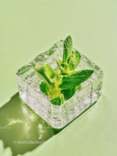 Fresh mint leaves frozen inside a clear ice cube