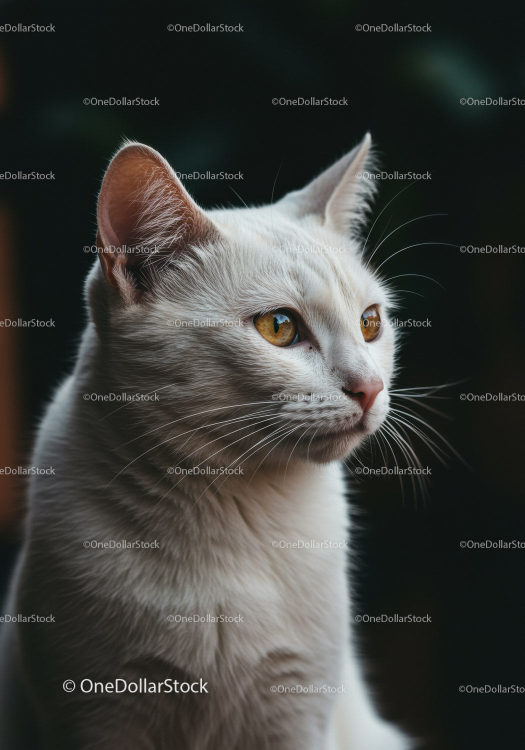 White Cat with Amber Eyes in Soft Natural Light