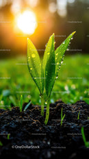 Fresh Green Seedling with Dew Drops in Natural Soil Landscape