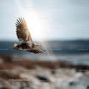 Majestic Eagle Soaring Across the Blue Sky in Natural Environment