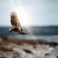 Majestic Eagle Soaring Across the Blue Sky in Natural Environment