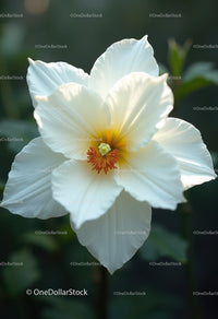 Elegant White Peony Bloom with Vibrant Orange Stamens