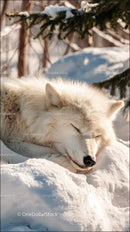 Serene Arctic Wolf Sleeping Peacefully in a Snowy Landscape
