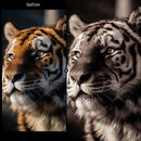 Mono Warm XMP presets color grading preview