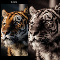 Mono Warm XMP presets color grading preview