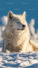 Majestic Arctic Fox Relaxing in a Snowy Landscape
