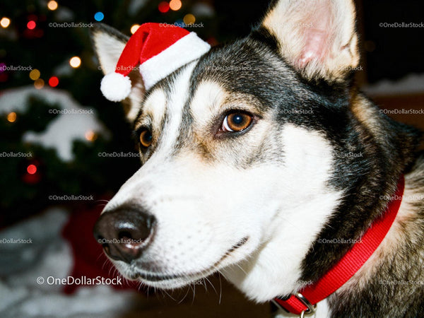 Syberyjski husky w świątecznej czapce Mikołaja w pomieszczeniu