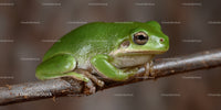 Close-up of a Vibrant Green Frog Sitting on a Branch