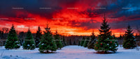 Snowy Christmas Tree Farm at Vibrant Sunset