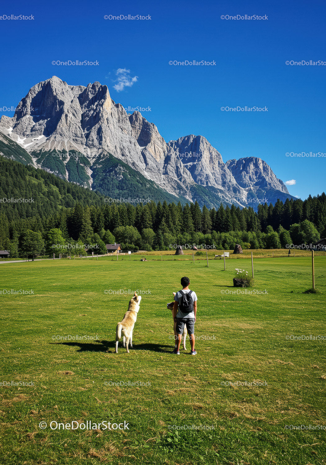 Man with dog enjoying alpine mountain meadow