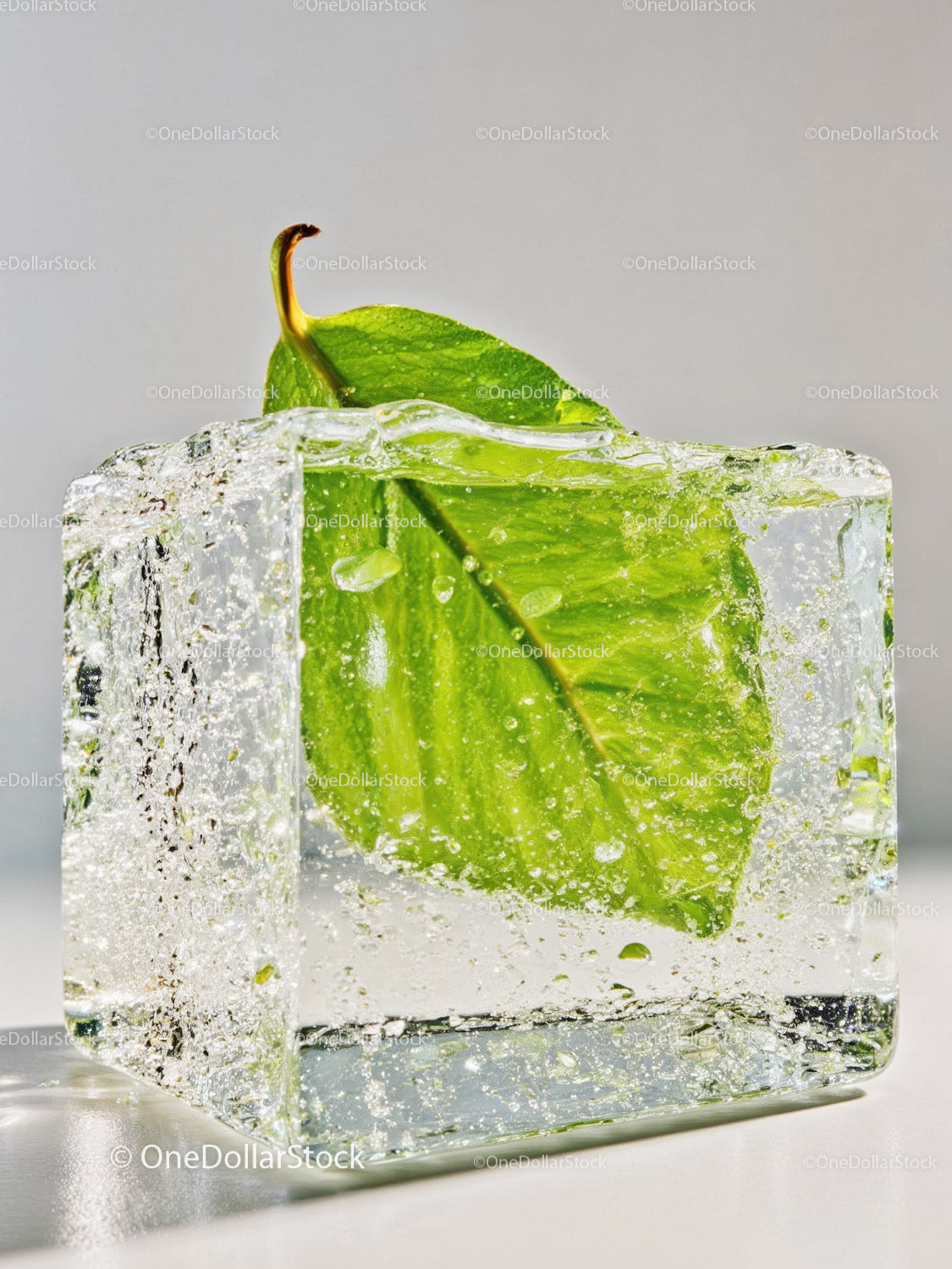 Fresh green leaf preserved inside clear ice cube