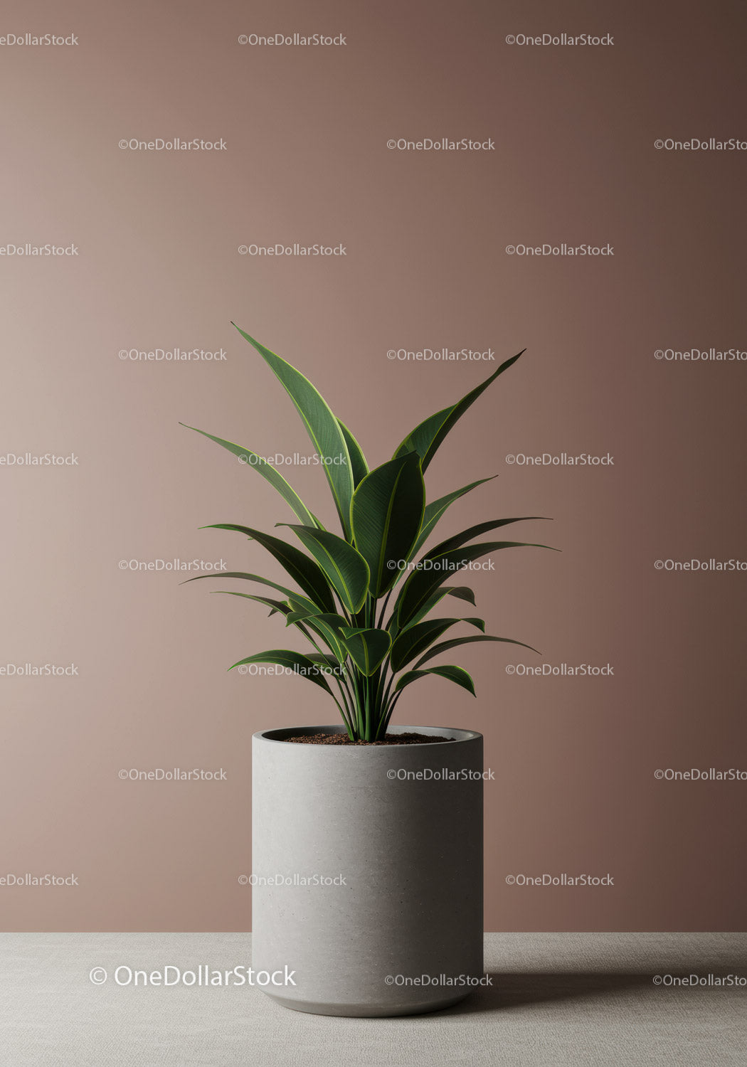 Stylish Houseplant in Modern Concrete Pot for Interior Decor
