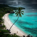 Serene Tropical Beach with Palm Tree and Turquoise Waters