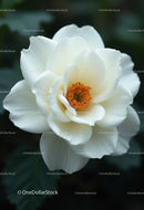White Gardenia Flower Blooming in Natural Garden Scene