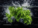 Fresh Green Parsley Herb Splashing into Water