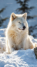 Serene Arctic Fox Enjoying a Snowy Winter Day
