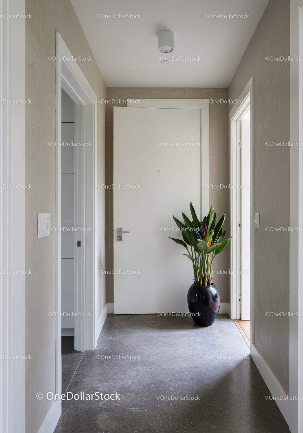 Modern Minimalist Hallway with Green Potted Plant and White Doors