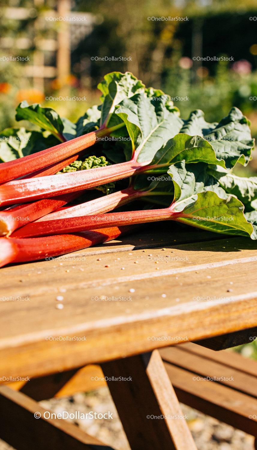 Freshly Harvested Rhubarb Bunch on Wooden Garden Table