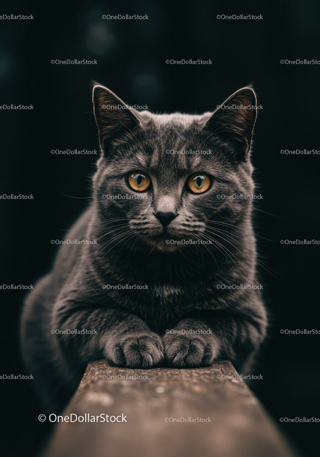 Gray cat with bright amber eyes resting on wooden edge