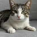 Close-up of curious tabby cat lying on gray surface