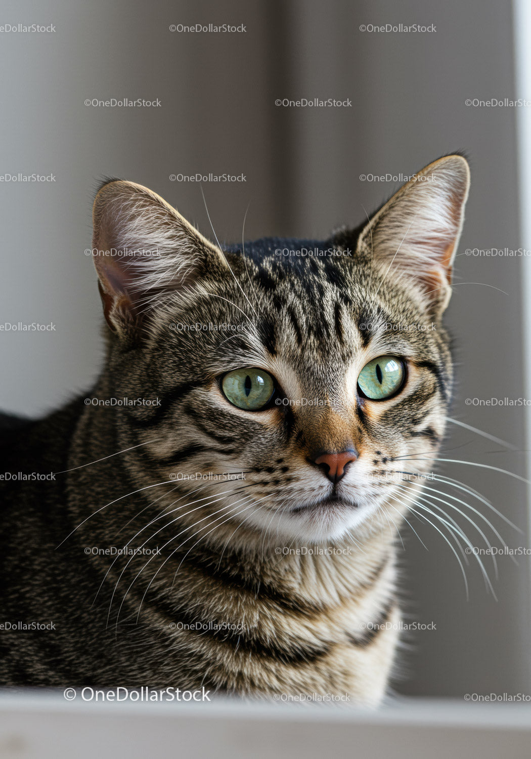 Close up of curious tabby cat with green eyes