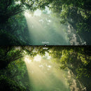 Before and after Forest Warm Glow Lightroom preset edit