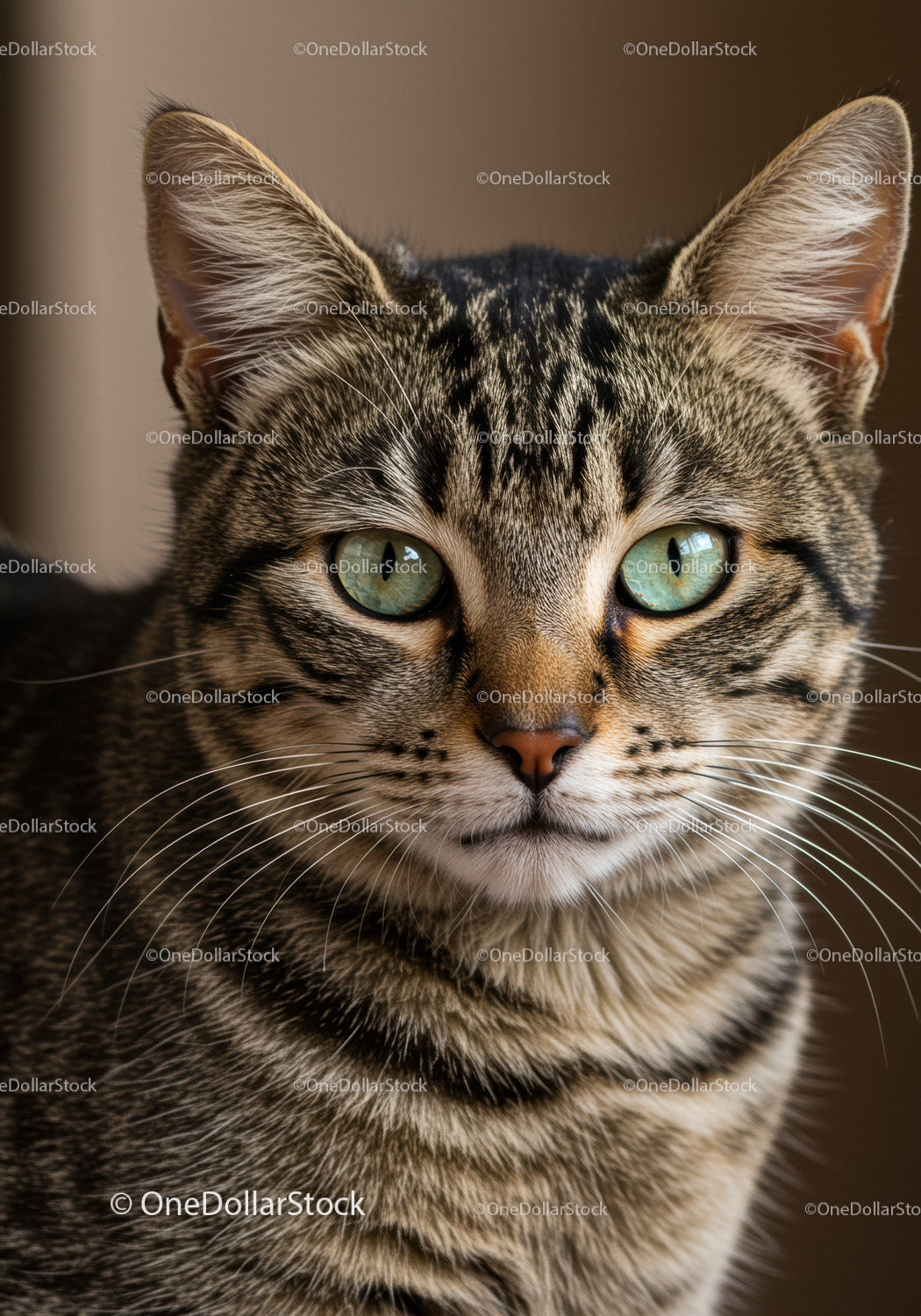Close up portrait of a calm tabby cat with green eyes