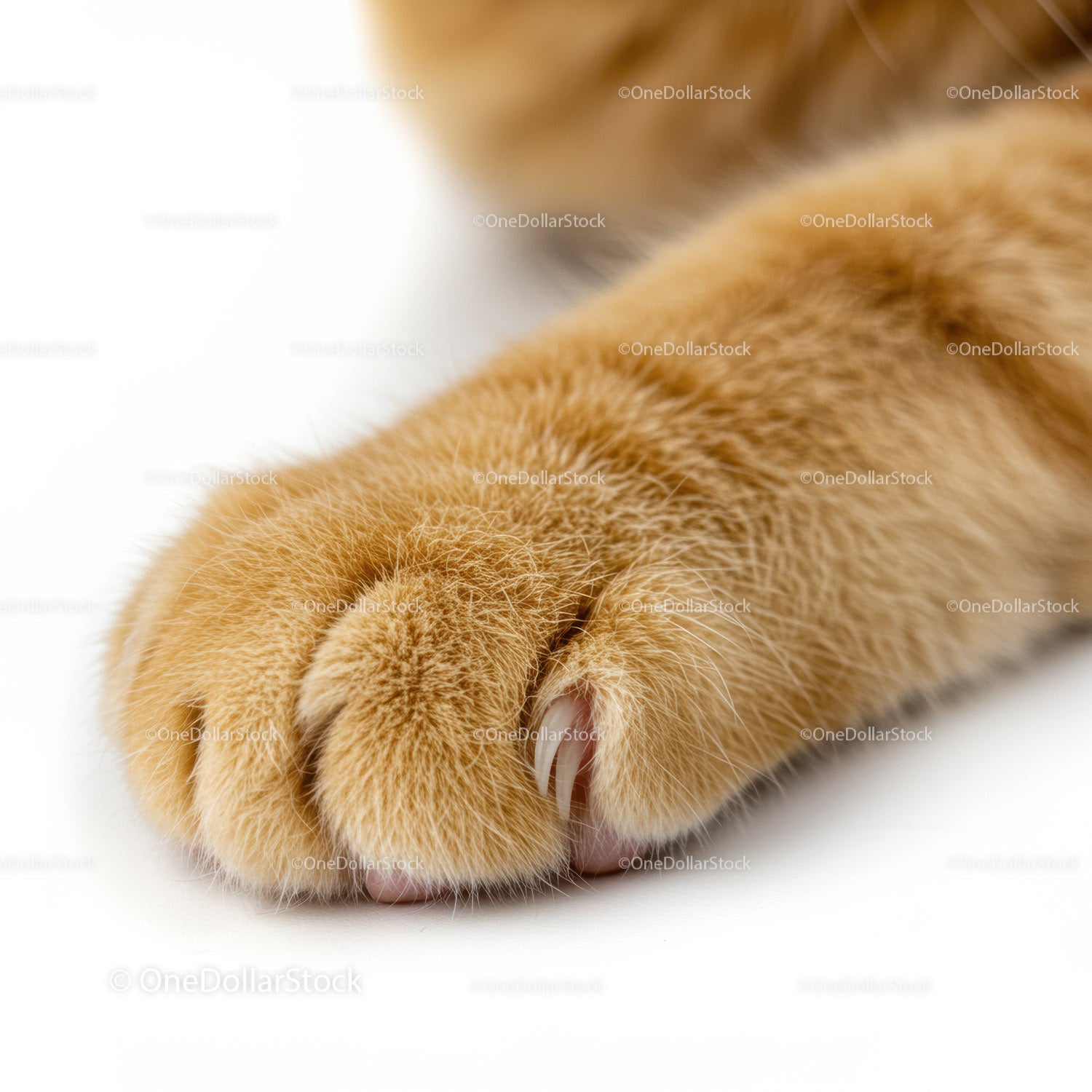Close up of a cat paw with extended claws