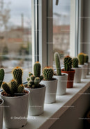 Variety of Cacti in White Pots on Windowsill for Indoor Decoration